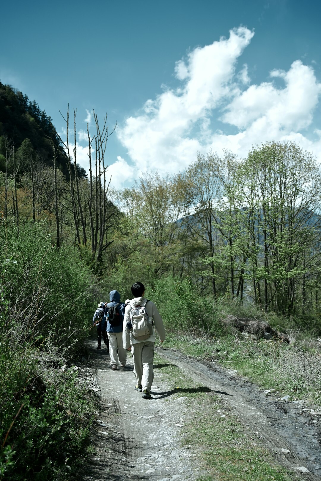 Group of senior hikers walking a mountain trail with poles